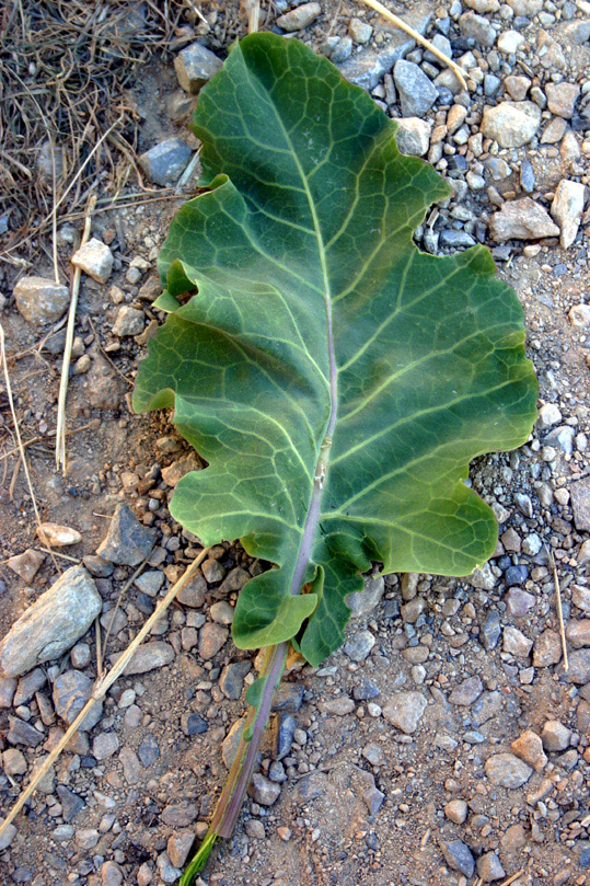 Brassica montana / Cavolo delle rupi